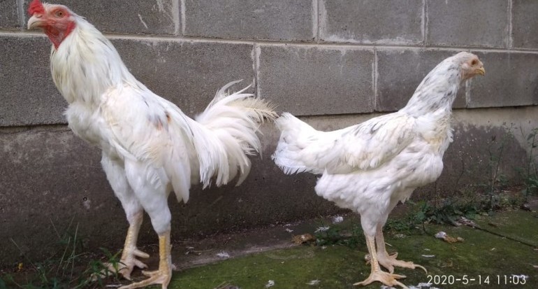Detail Gambar Ayam Jawa Nomer 32