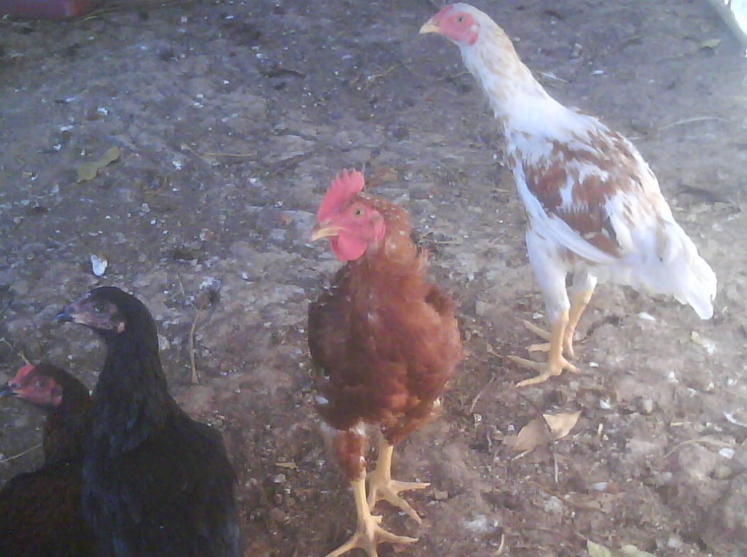 Detail Gambar Ayam Jawa Nomer 34