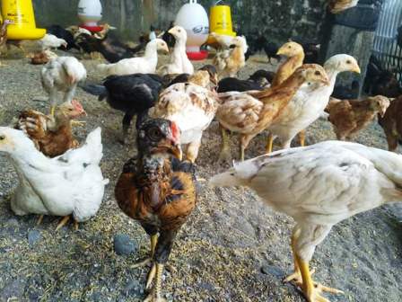 Detail Gambar Ayam Jawa Nomer 36