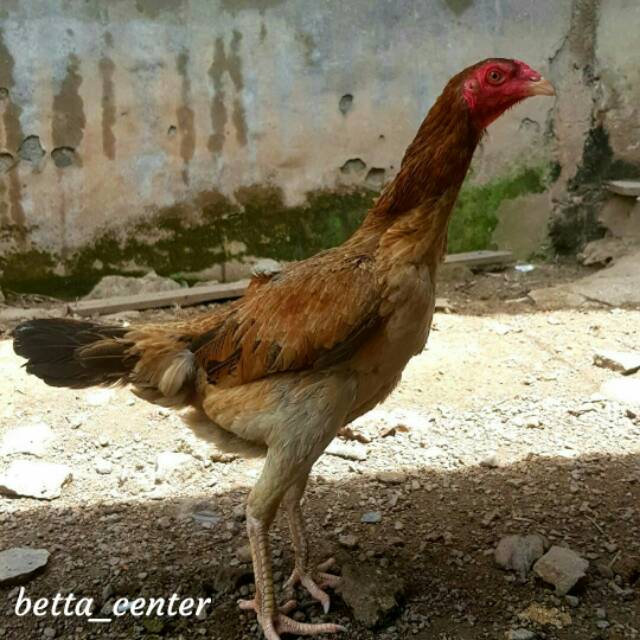 Detail Gambar Ayam Jawa Nomer 37