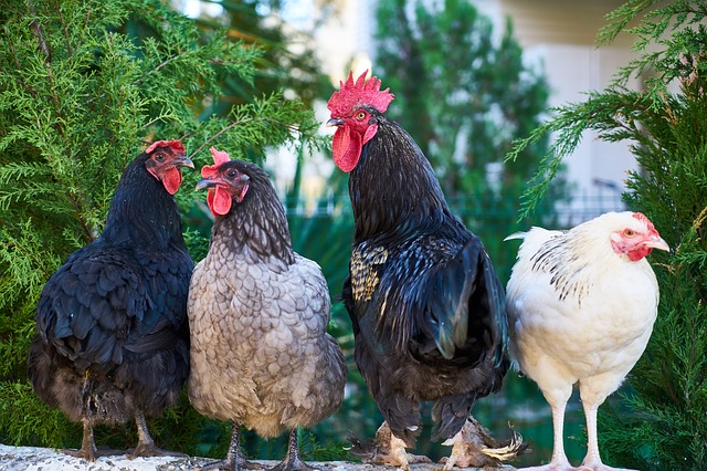 Detail Gambar Ayam Jawa Nomer 38