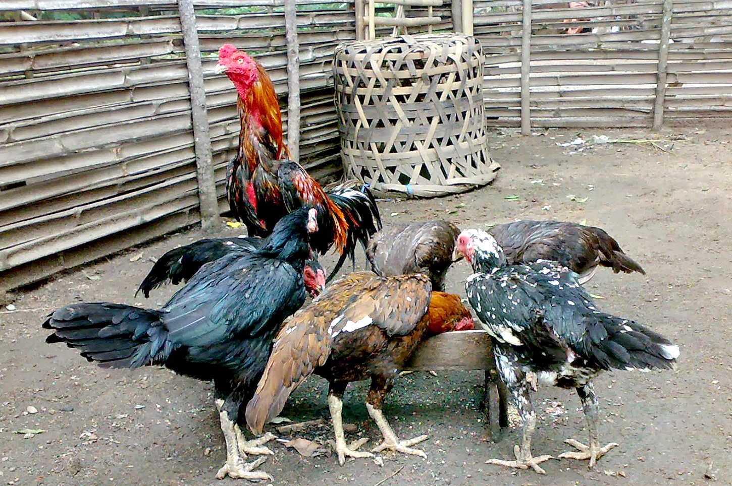 Detail Gambar Ayam Jawa Nomer 5