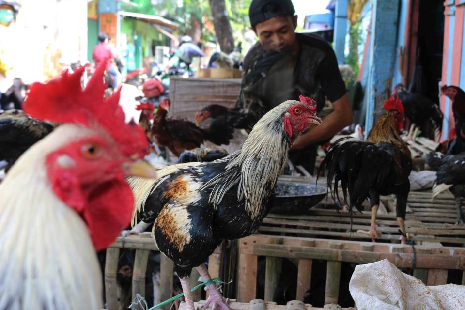 Detail Gambar Ayam Jawa Nomer 39