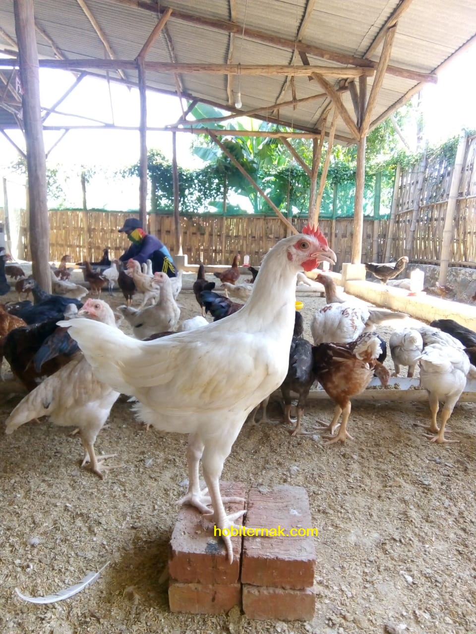 Detail Gambar Ayam Jawa Nomer 40