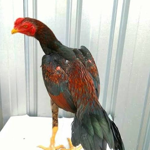 Detail Gambar Ayam Jawa Nomer 42