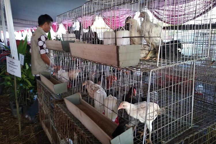 Detail Gambar Ayam Jawa Nomer 43
