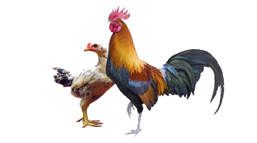 Detail Gambar Ayam Jawa Nomer 44