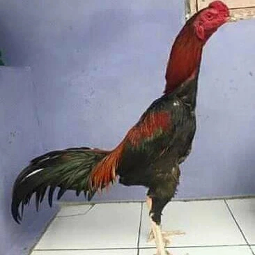 Detail Gambar Ayam Jawa Nomer 45