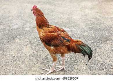 Detail Gambar Ayam Jawa Nomer 46