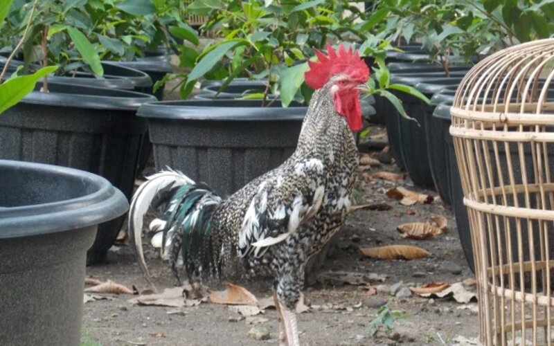 Detail Gambar Ayam Jawa Nomer 47