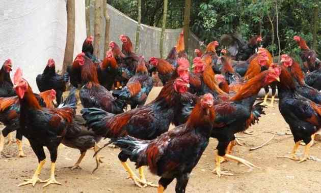 Detail Gambar Ayam Jawa Nomer 6