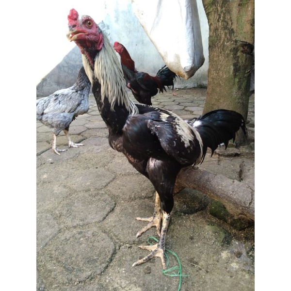 Detail Gambar Ayam Jawa Nomer 48