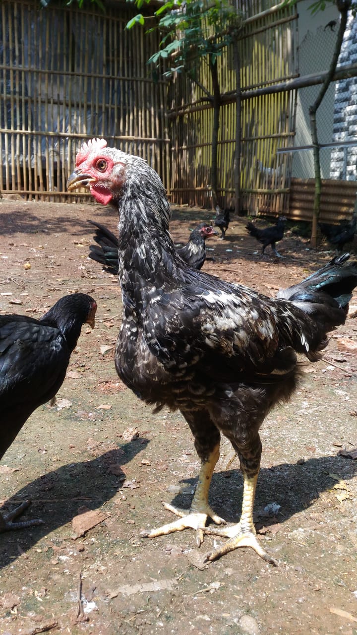 Detail Gambar Ayam Jawa Nomer 50