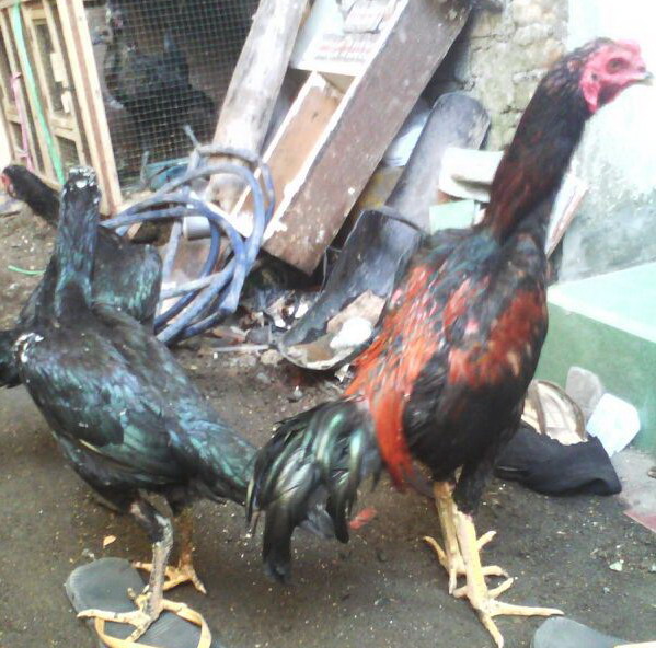 Detail Gambar Ayam Jawa Nomer 51