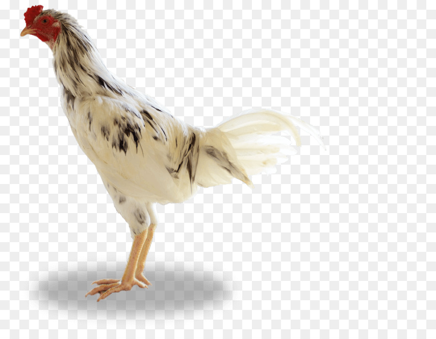 Detail Gambar Ayam Jawa Nomer 52