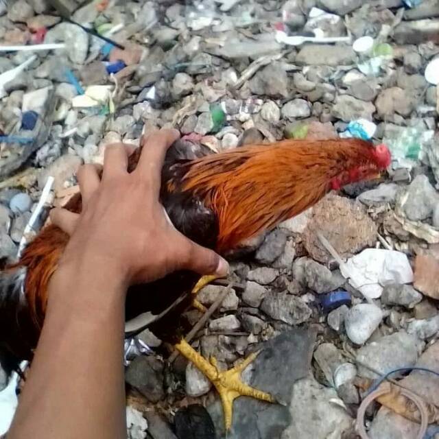 Detail Gambar Ayam Jawa Nomer 53