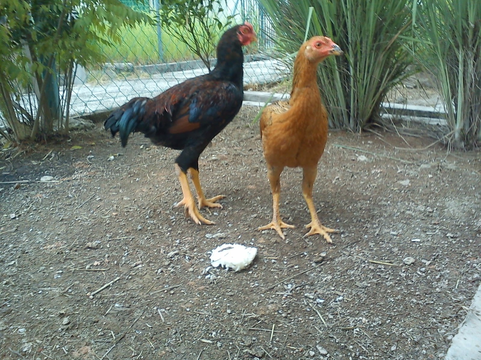 Detail Gambar Ayam Jawa Nomer 54