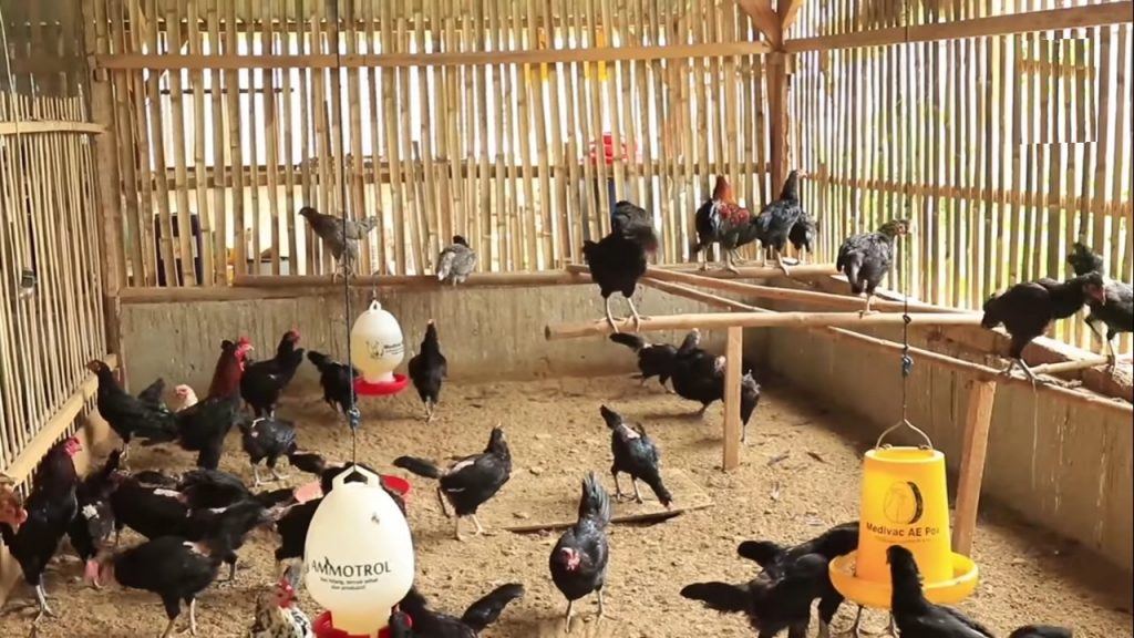 Detail Gambar Ayam Jawa Nomer 55