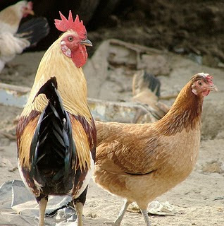Detail Gambar Ayam Jawa Nomer 56