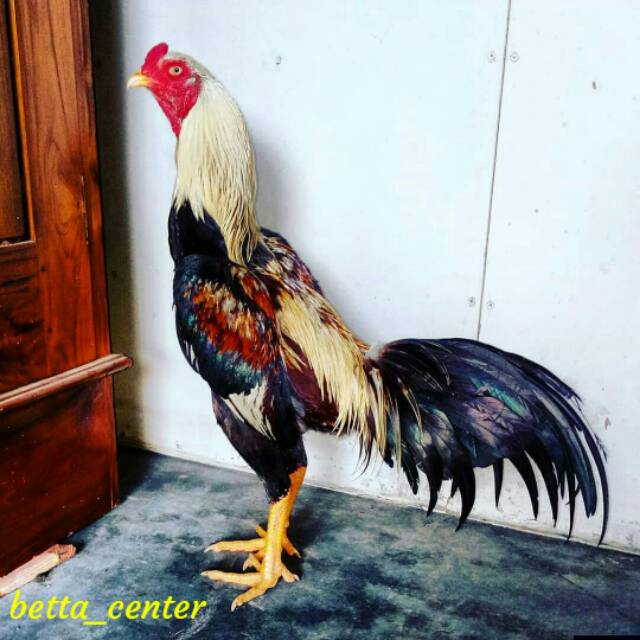 Detail Gambar Ayam Jawa Nomer 8