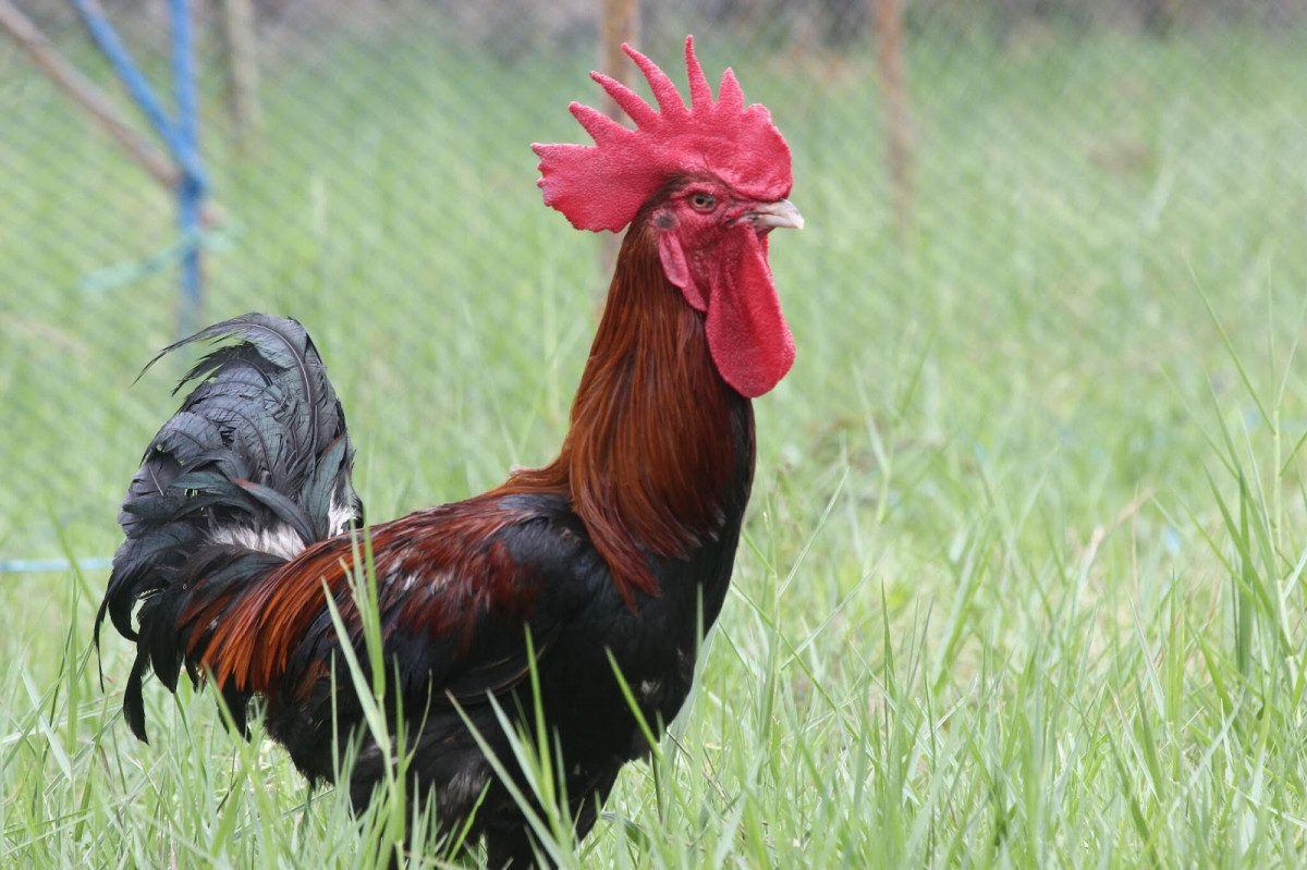 Detail Gambar Ayam Jawa Nomer 9
