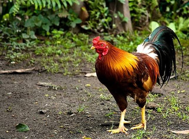 Detail Gambar Ayam Jawa Nomer 10