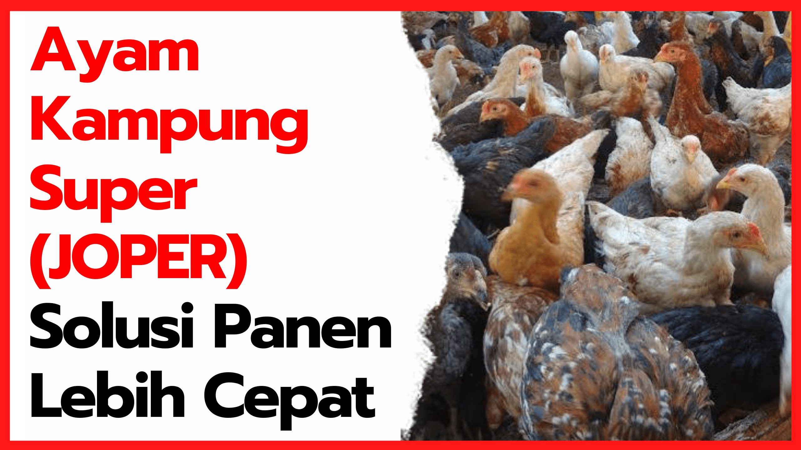 Detail Gambar Ayam Jawa Super Nomer 51