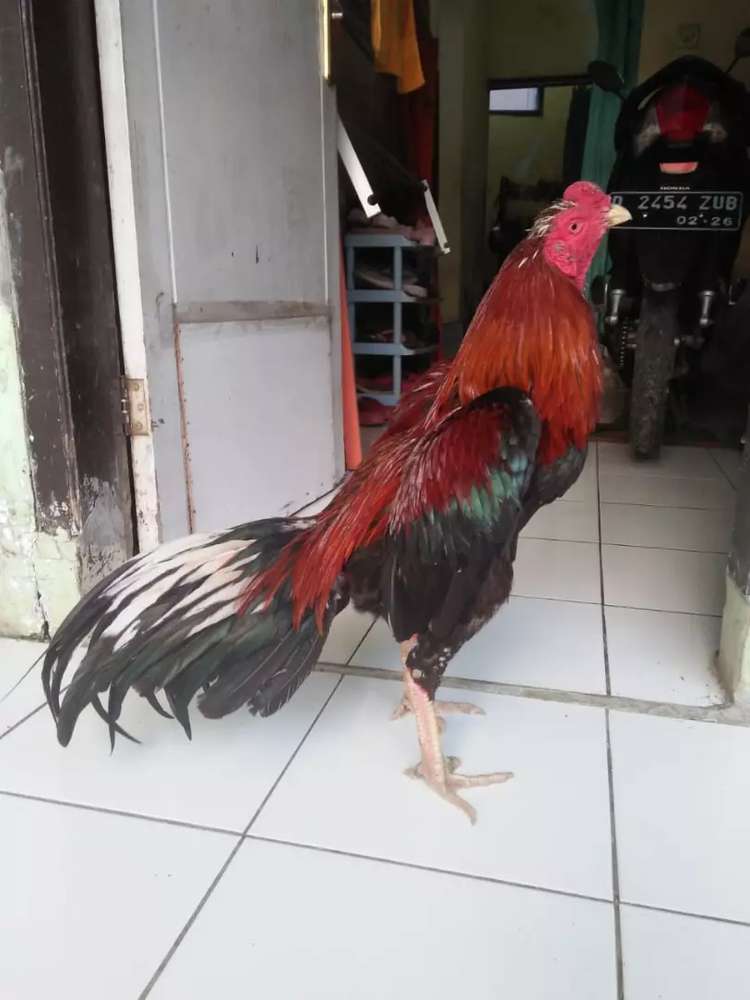 Detail Gambar Ayam Jawara Nomer 19