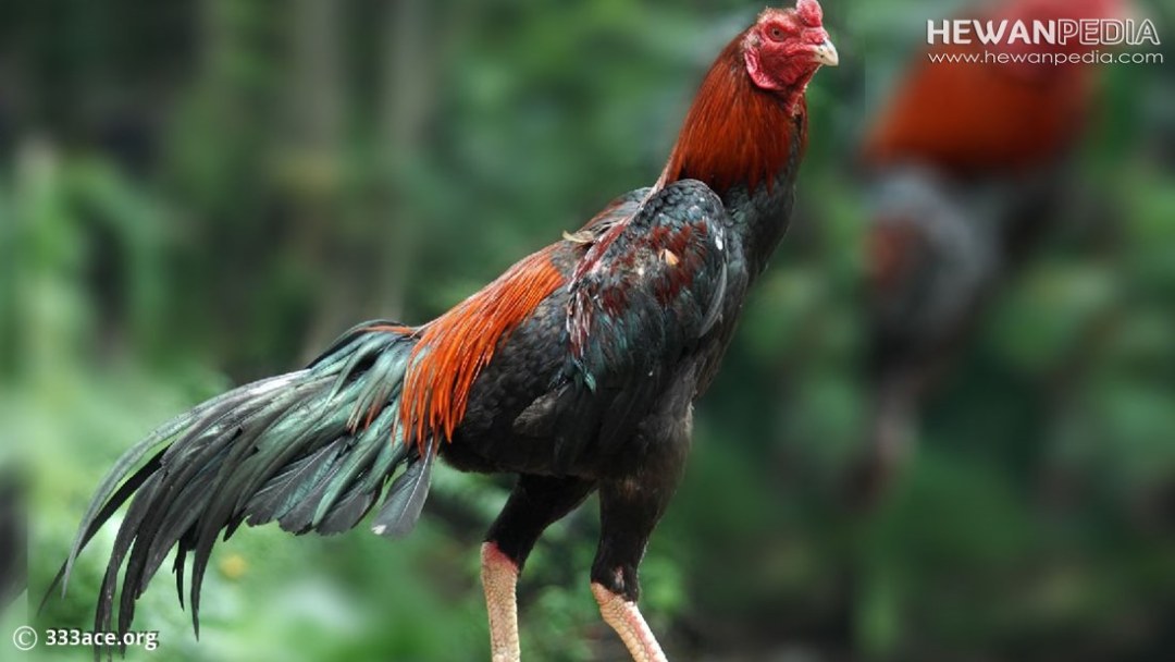 Detail Gambar Ayam Jawara Nomer 28