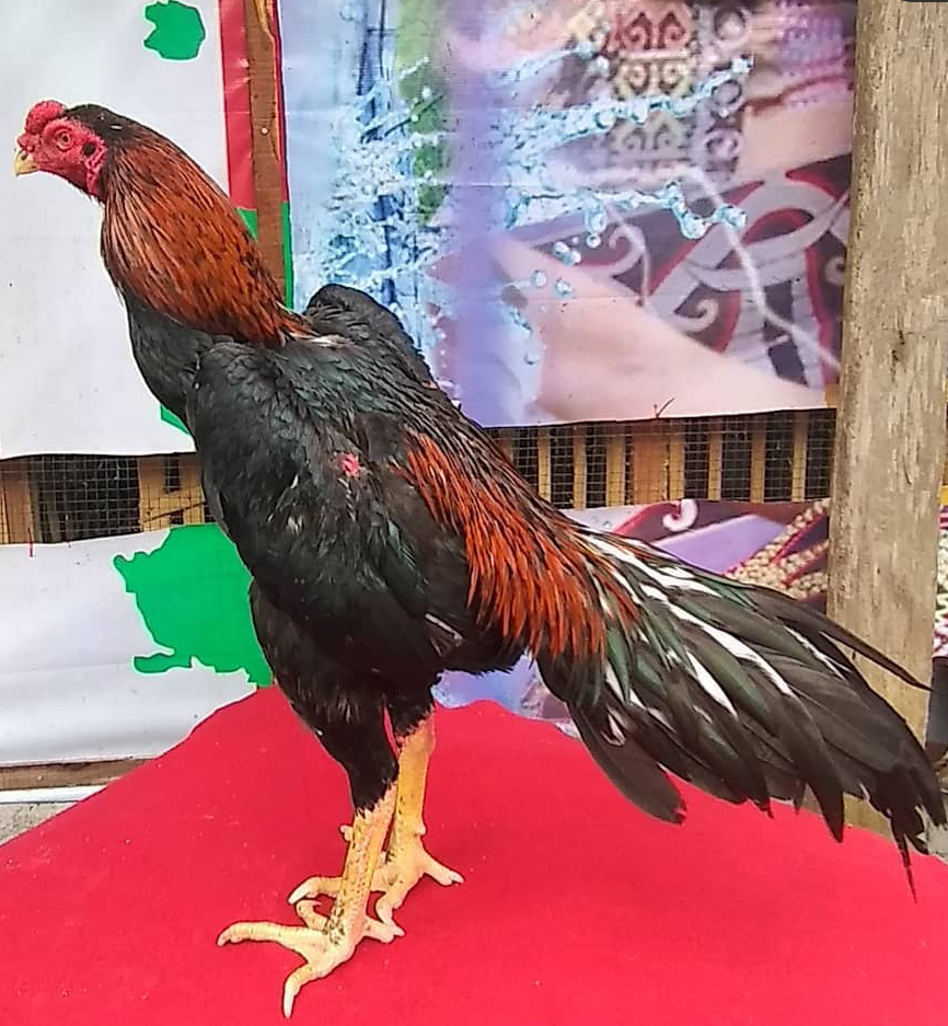Gambar Ayam Juara - KibrisPDR