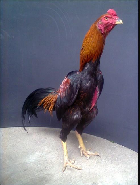 Detail Gambar Ayam Juara Nomer 16