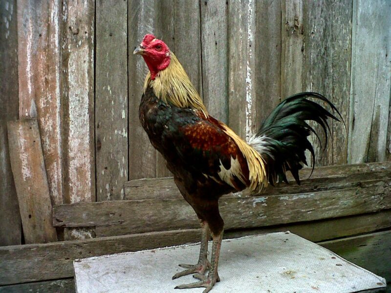 Detail Gambar Ayam Juara Nomer 24