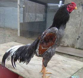 Download Gambar Ayam Juara Nomer 32