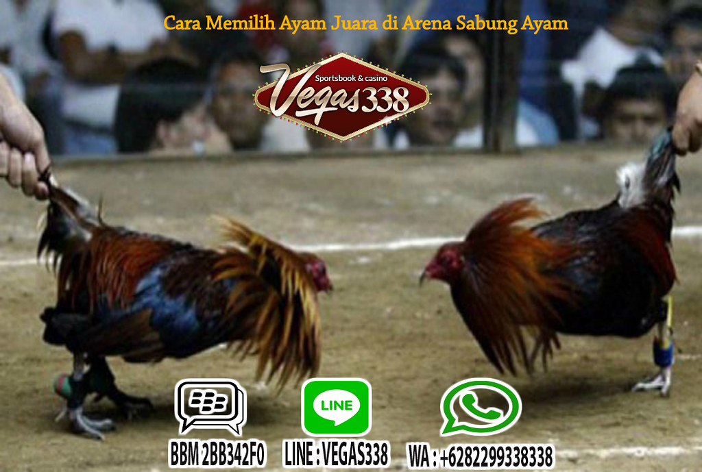 Detail Gambar Ayam Juara Nomer 40