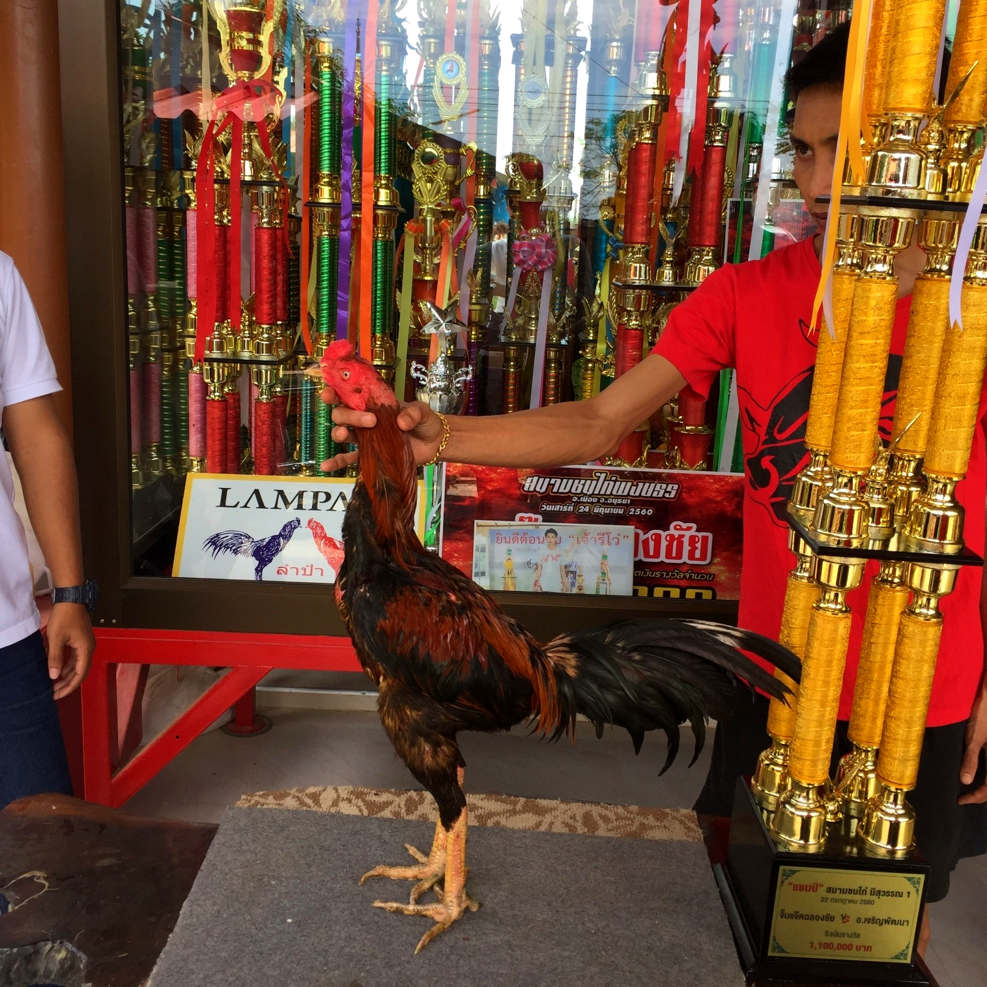 Detail Gambar Ayam Juara Nomer 57