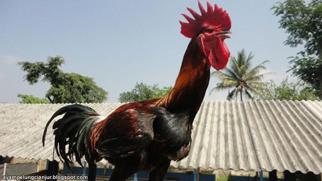 Detail Gambar Ayam Kaisar Jepang Nomer 53