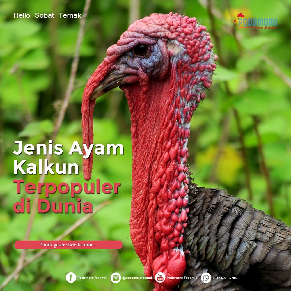 Detail Gambar Ayam Kalkun Nomer 4