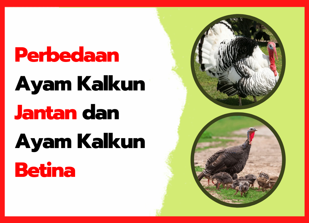 Detail Gambar Ayam Kalkun Nomer 36