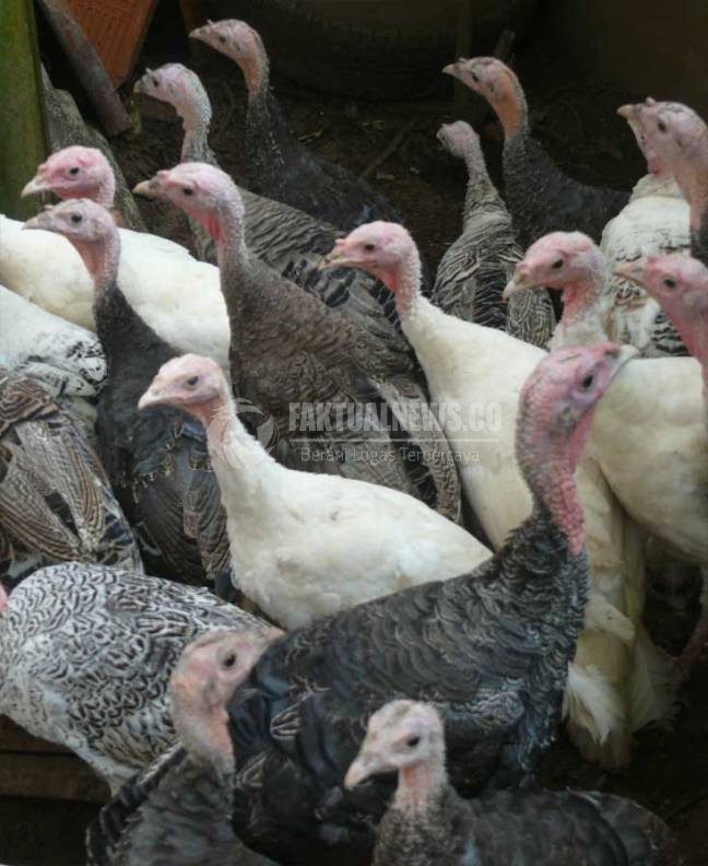 Detail Gambar Ayam Kalkun Nomer 37