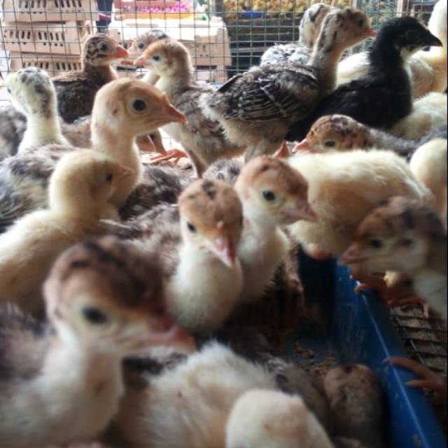 Detail Gambar Ayam Kalkun Nomer 39