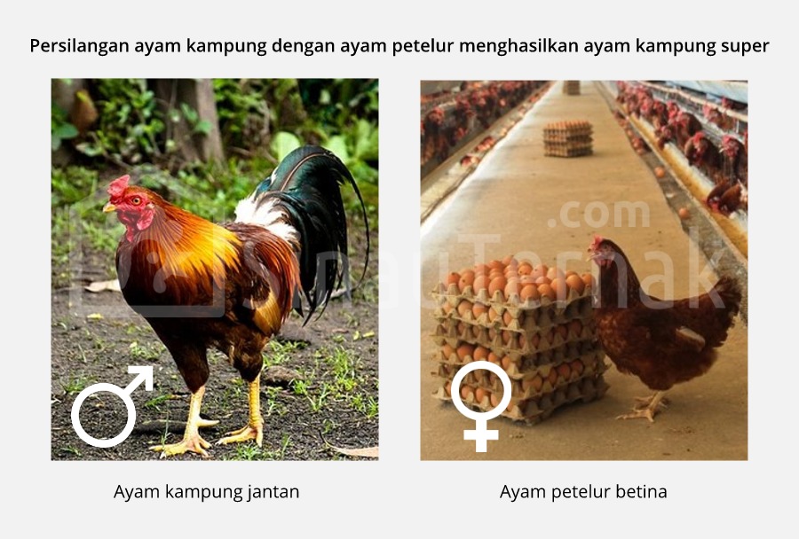 Detail Gambar Ayam Kampung Super Nomer 3
