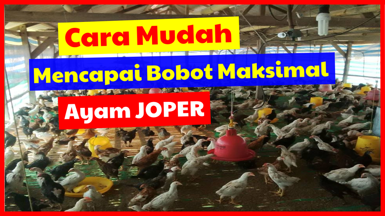 Detail Gambar Ayam Kampung Super Nomer 41