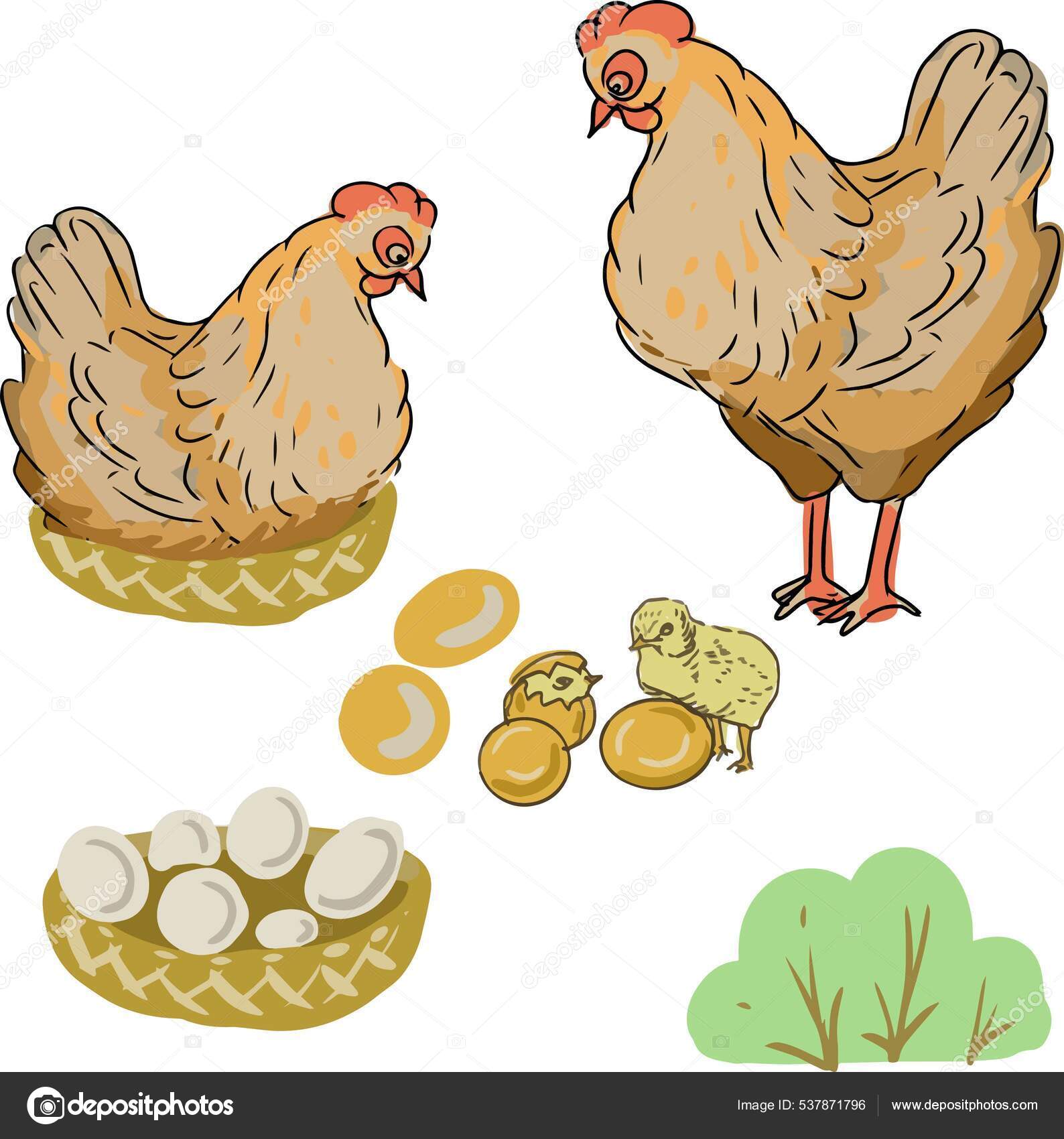 Detail Gambar Ayam Kartun Berdiri Ke Samping Nomer 13