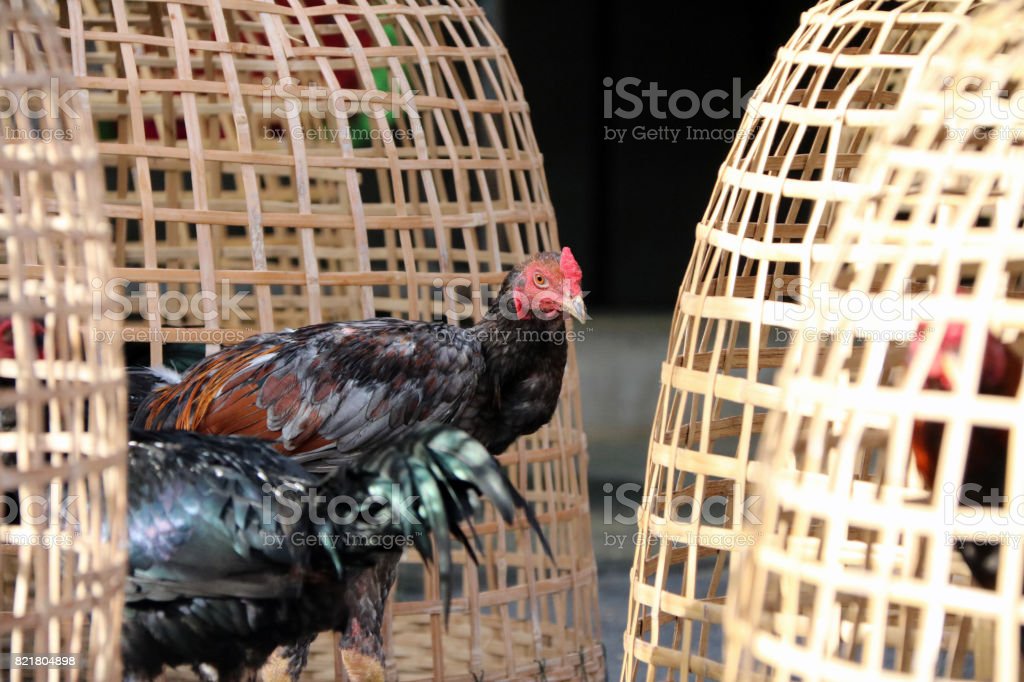 Detail Gambar Ayam Kartun Berdiri Ke Samping Nomer 35