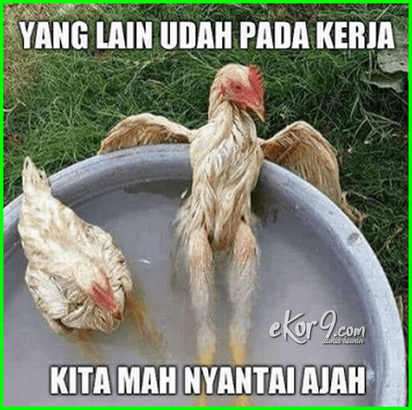 Detail Gambar Ayam Kartun Berdiri Kesamping Nomer 16