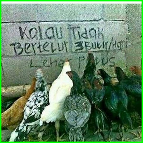 Detail Gambar Ayam Kartun Berdiri Kesamping Nomer 17