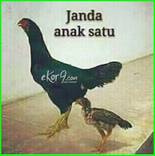 Detail Gambar Ayam Kartun Berdiri Kesamping Nomer 18