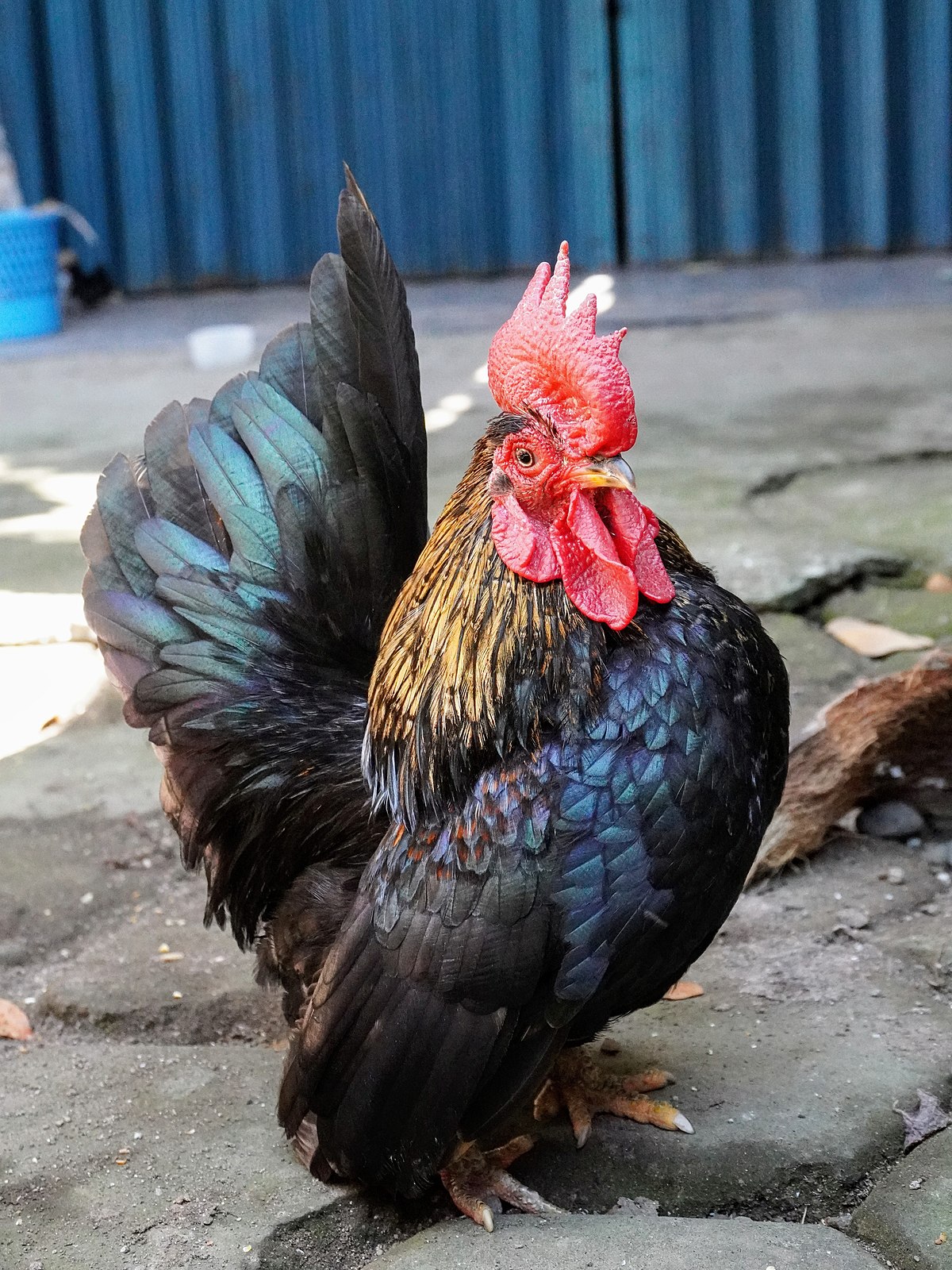 Detail Gambar Ayam Kate Nomer 2