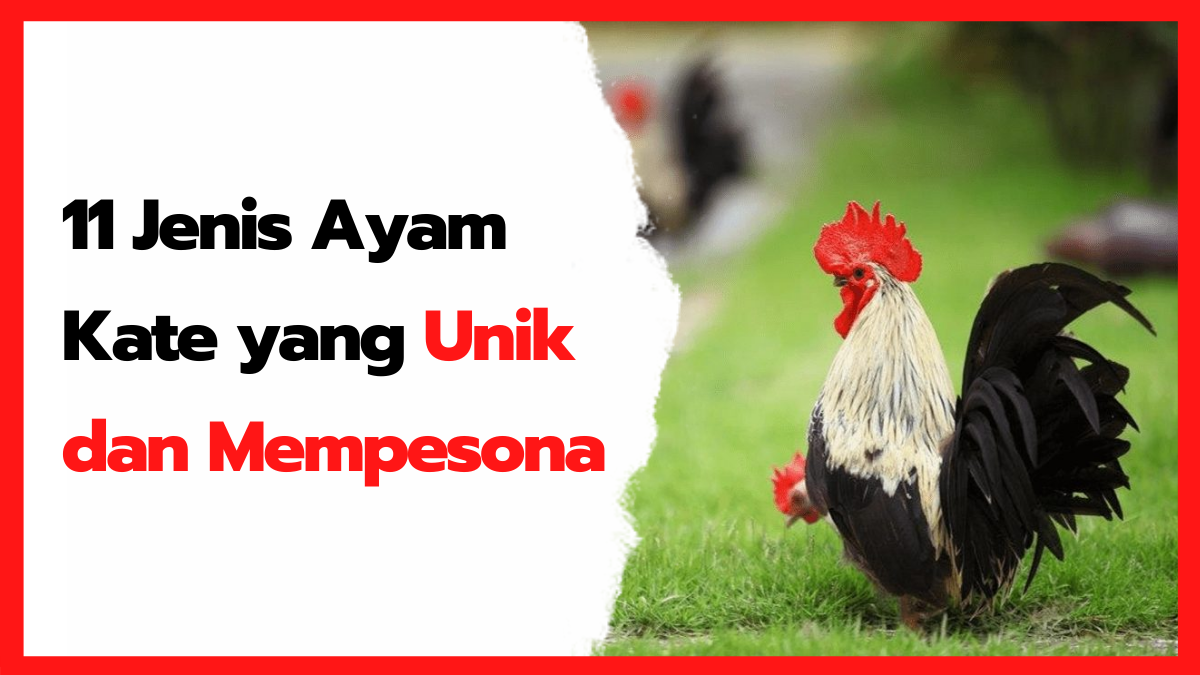 Detail Gambar Ayam Kate Nomer 34