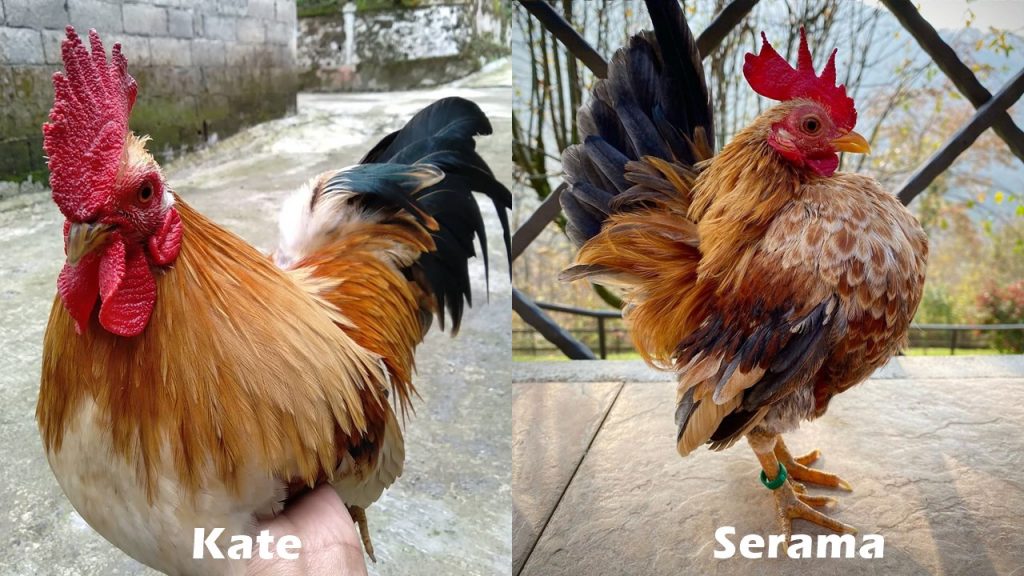 Detail Gambar Ayam Kate Nomer 56